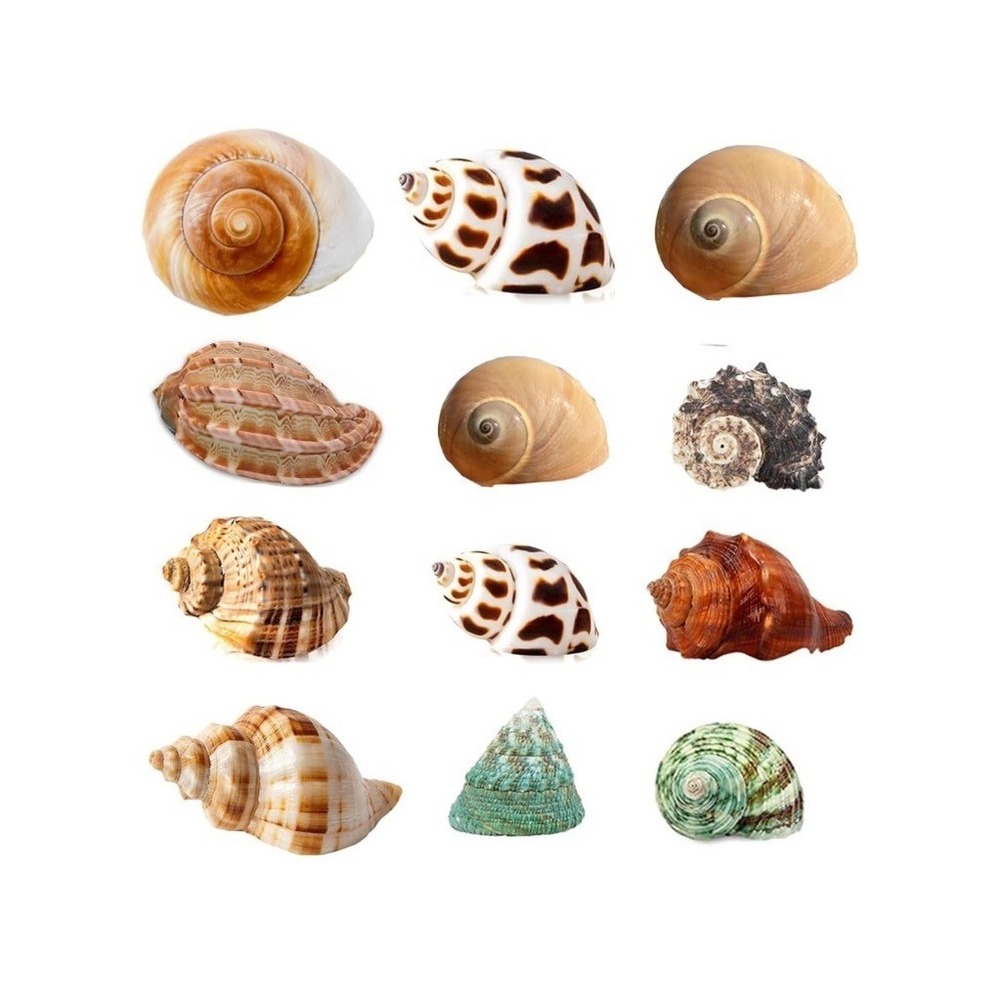 Crab Shells Turbo Shells 12+pcs Assorted Turbo Shells Handpicked Hermit